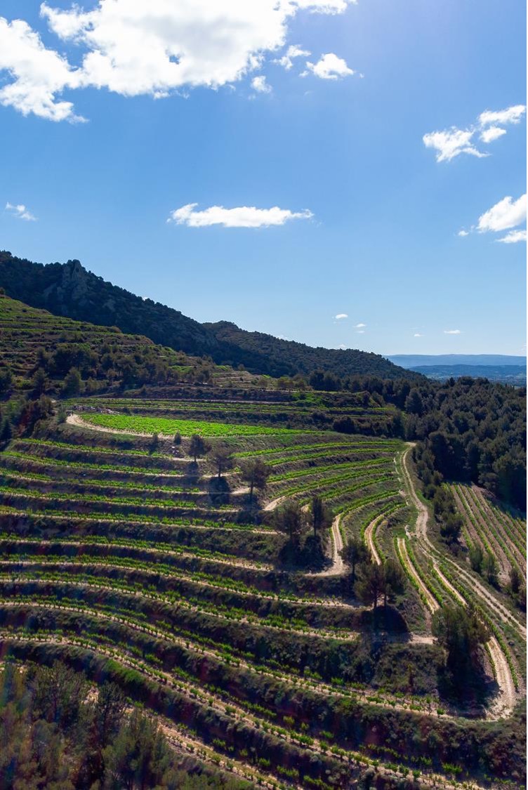 Vignoble maison cascavel